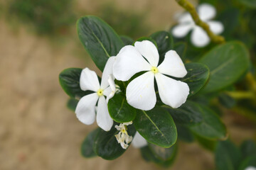 Close-up view of purple madagascar periwinkle, The scientific name is Catharanthus roseus, purple periwinkle flower closeup, Cape Periwinkle, Graveyard plant, Madagascar Periwinkle, Old Maid, closeup