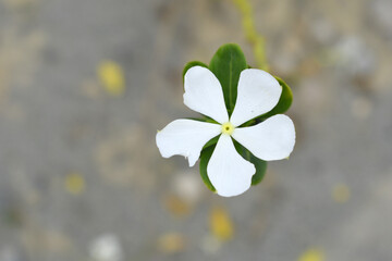 Close-up view of purple madagascar periwinkle, The scientific name is Catharanthus roseus, purple...