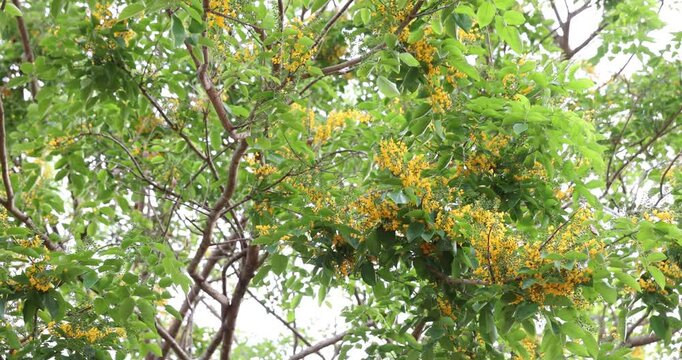 Bright yellow Padauk flowers with buds are in full bloom on the tree and swaying beautifully in the morning breeze. (Pterocarpus macrocarpus) For the Myanmar water festival (Thingyan).