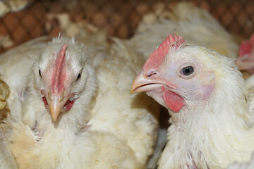Layer farm, Group of healthy white chicken in poultry farm closeup, poultry, layer hens for eggs, poultry and livestock Chicken, Poultry farm with chicken, White chicken Farming feed in indoor housing