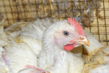 Closeup portrait of White hen at poultry farm, Layer farm, Group of healthy white chicken in poultry farm closeup, hen face closeup in farm, poultry, layer hens for eggs, poultry and livestock Chicken