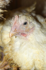 Closeup portrait of White hen at poultry farm, Layer farm, Group of healthy white chicken in poultry farm closeup, hen face closeup in farm, poultry, layer hens for eggs, poultry and livestock Chicken