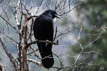 A close-up portrait of a wild black raven (Corvus corax), which sits on a bare birch branch in spring, turning its head and looking at the camera with curiosity.