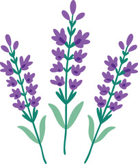 Obraz premium Vector illustration of lavender colorful flower on white background