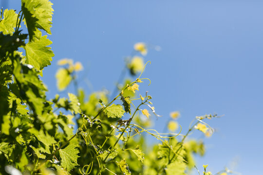 Grape vine tendrils reaching out in blue sky