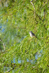 Lucys warbler bird perched in a green tree