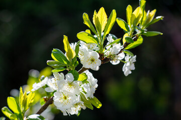 Flowering plum with light green leaves against a dark background