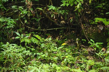 Deep of Meratus Mountain in Borneo Rainforest, Tanah Bumbu, Indonesia