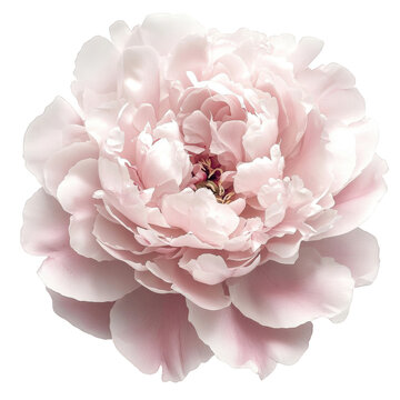 A Beautiful Pink Peony Flower Blooming Against a Black Background, Showcasing Its Luscious Petals and Natural Elegance