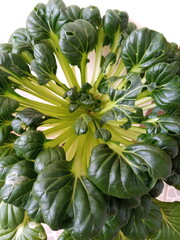 Fototapeta premium Pagoda vegetables or tatsoi, grown using hydroponic methods