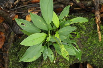 Deep of Meratus Mountain in Borneo Rainforest, Tanah Bumbu, Indonesia