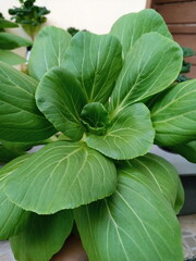 Pakchoi vegetables are grown using hydroponic methods.