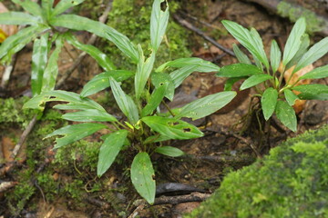 Deep of Meratus Mountain in Borneo Rainforest, Tanah Bumbu, Indonesia