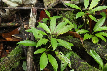 Deep of Meratus Mountain in Borneo Rainforest, Tanah Bumbu, Indonesia