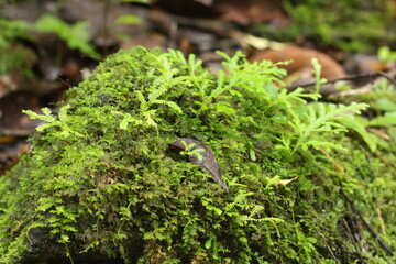 Deep of Meratus Mountain in Borneo Rainforest, Tanah Bumbu, Indonesia
