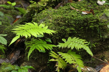 Deep of Meratus Mountain in Borneo Rainforest, Tanah Bumbu, Indonesia