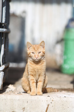 Farm cat looking directly at camera