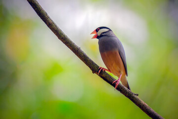 Beautiful bird Java Sparrow perched on branch