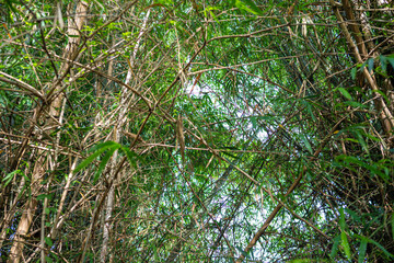 Green bamboo leaf tropical forest