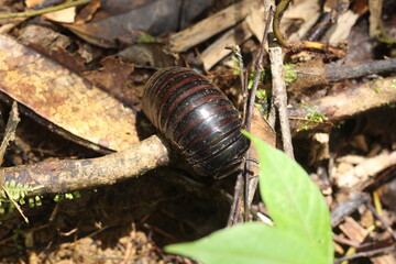 Deep of Meratus Mountain in Borneo Rainforest, Tanah Bumbu, Indonesia