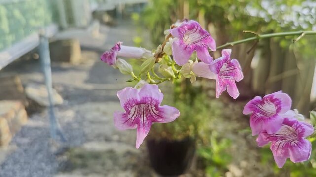 Flower (Pink Trumpet Vine, Podranea Ricasoliana) pink color, Naturally beautiful flowers in the garden