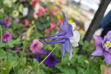 Wild purple columbine blooming in spring, Columbine in green garden, Beautiful Columbines 'Crimson Star' flowers, Purple columbine or wild columbines flower closeup in nature, spring flower in nature