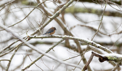 Eastern Bluebird perched on a snow covered branch