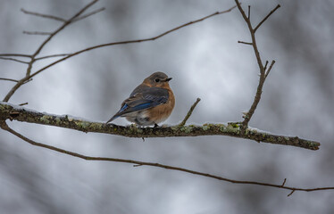 Eastern Bluebird perched on a branch