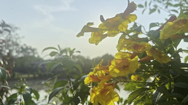 Flower (Yellow elder, Trumpetbush, Trumpetflower, Yellow trumpet-flower, Yellow trumpetbush) Naturally beautiful flowers in the garden