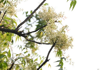 Azadirachta indica flower in tree. Its other names nimtree or Indian lilac. Its seeds are the source of neem oil. Many aruvedic medicines are made from its leaves,flower and seeds. Neem flower.
