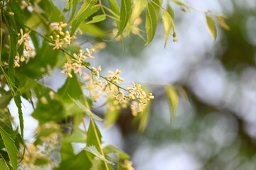 Azadirachta indica flower in tree. Its other names nimtree or Indian lilac. Its seeds are the source of neem oil. Many aruvedic medicines are made from its leaves,flower and seeds. Neem flower.
