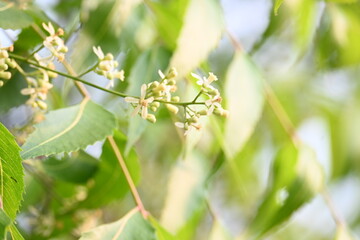 Azadirachta indica flower in tree. Its other names nimtree or Indian lilac. Its seeds are the source of neem oil. Many aruvedic medicines are made from its leaves,flower and seeds. Neem flower.
