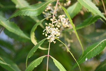 Azadirachta indica flower in tree. Its other names nimtree or Indian lilac. Its seeds are the source of neem oil. Many aruvedic medicines are made from its leaves,flower and seeds. Neem flower.
