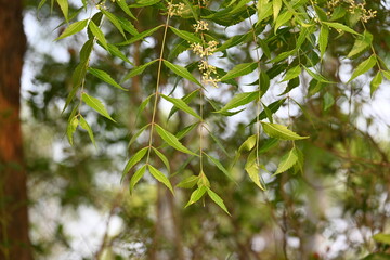 Azadirachta indica flower in tree. Its other names nimtree or Indian lilac. Its seeds are the source of neem oil. Many aruvedic medicines are made from its leaves,flower and seeds. Neem flower.
