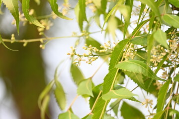Azadirachta indica flower in tree. Its other names nimtree or Indian lilac. Its seeds are the source of neem oil. Many aruvedic medicines are made from its leaves,flower and seeds. Neem flower.
