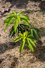 Planting young mango saplings for sustainable growth in fertile soil outdoors close-up view