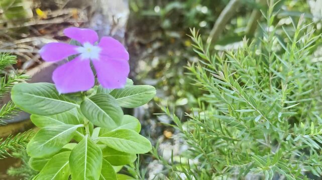 Flower (Catharanthus roseus, bright eyes, Cape periwinkle, graveyard plant, Madagascar periwinkle, old maid, pink rose periwinkle) pink or rose color, Naturally beautiful flowers in the garden