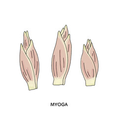 茗荷の線画のイラスト