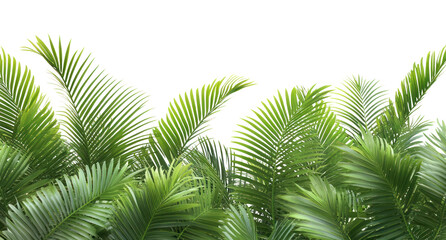 PNG Tropical plam trees leaves borders leaf background tropical.