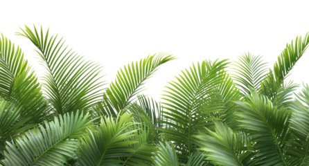 PNG Tropical plam trees leaves borders leaf background tropical.