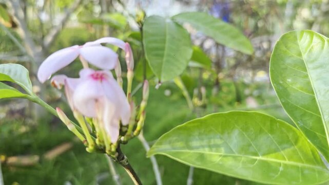 Flower (Kopsia rosea D.J. Middleton, Kopsia fruticosa Kerr A. DC., Apocynaceae) pink color, Naturally beautiful flowers in the garden