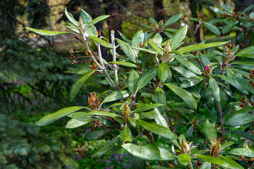 Close-up of a rhododendron bush