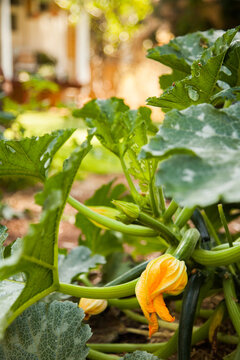 Vegetable garden with zucchini plant and orange flowers