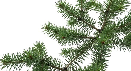 Obraz premium Close up of several evergreen tree branches against a stark white background in a studio shot