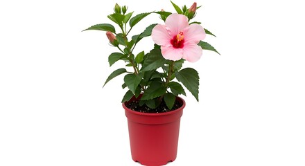 A pink hibiscus flower in a red pot with green leaves and buds on a white background studio shot