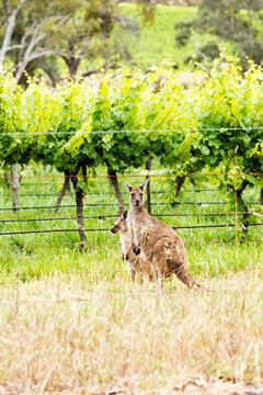 Kangaroo and joey in grapevines