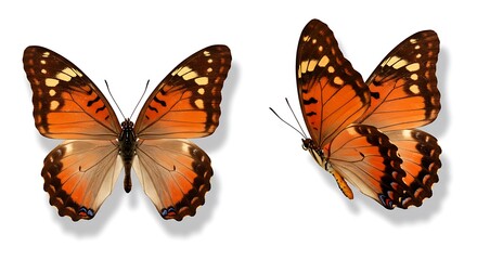 Fototapeta premium Two orange butterflies with brown and yellow markings displayed on a white background isolated shot