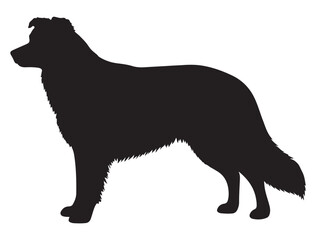 BODER COLLIE DOG SILHOUETTE