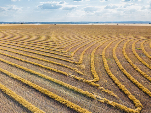 Looking down on patterns created by windrows on farmland