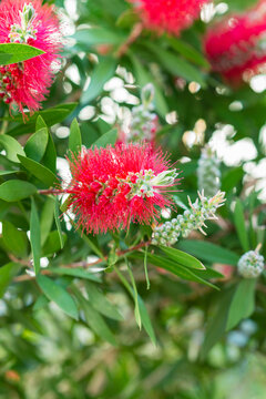 bottlebrush flower